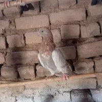 کفتر|پرنده|قم, شاه سید علی|دیوار