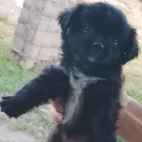 توله سگ پشمالو شیتزوپیکنیز ۲تاماده