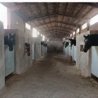 پانسیون و نگهاری اسب پرورش اسب