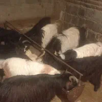 ۹راس|حراج|ملکان, |دیوار