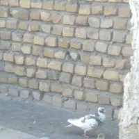 کفتر پرشی بی بوم|پرنده|تربت‌حیدریه, پیشکوه|دیوار