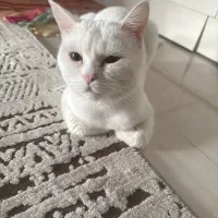 گربه پرشین موکوتاه