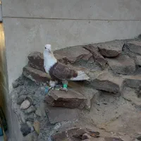 کلاغ کربلایی پرشی سفید آلمانی|پرنده|قوچان, |دیوار