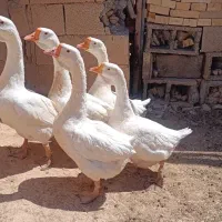 قوغاز