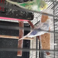 مرغ عشق پروانه‌ای