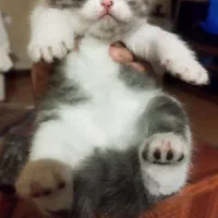 یک بچه گربه بریتیش دو ماهه نر