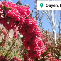 یک قطعه باغ میوه شمس آباد ۱۲۰۰ متر