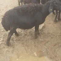 تعداد 24 راس گوسفند 19راس زائیده پنج تا آبستن سکنی