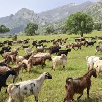 فروش بز|حیوانات مزرعه|باشت, |دیوار