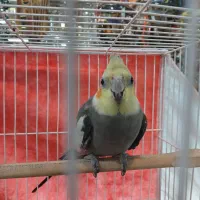 عروس هلندی ۶ماهه قابل تربیت|پرنده|یونسی, |دیوار