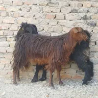 دو تا بز جوان و سالم