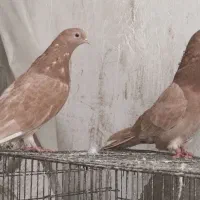 یک جفت زرد نوک ریز