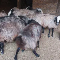 میش شال آبستن|حیوانات مزرعه|اردکان, |دیوار