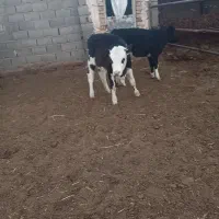 گوساله ماده و گوساله نر و دوتا گاو ابستن|حیوانات مزرعه|تربت جام, میان جام|دیوار