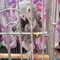 کاسکو ماده مست