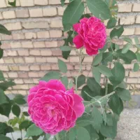 خانه ویلایی شهرک نورمحمدی