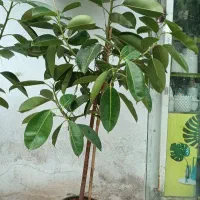 شفلرا حراج شد