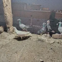 کبوتر