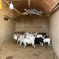 بز و بزغاله