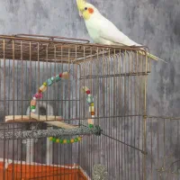 عروس هلندی زعفرانی