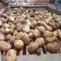 سیب زمینی|خوردنی و آشامیدنی|بلبان آباد, |دیوار