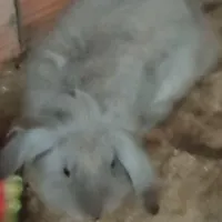 خرگوش