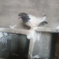 پرنده ماده قیچی