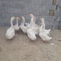 غوغاز در شادگان