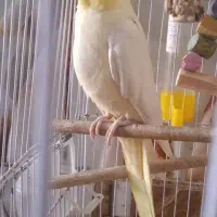 معاوضه با 6تا مرغ عشق 3تا ماده 3تا نر و بالغ باشن