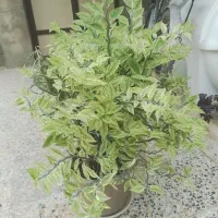 گلهای آپارتمانی فروشی بازدید فومن خریدار بیاد