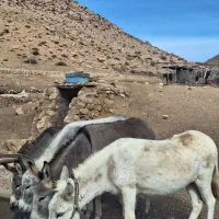 شیر اُلاق|خوردنی و آشامیدنی|مهدی شهر, |دیوار