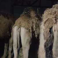 شتر گلبهار مشهد میباشد قیمت 75دونه