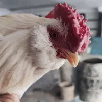 خروس گلین 4عدد