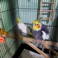 عروس هلندی|پرنده|آمل, |دیوار