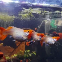 گوپی کوی بالن|ماهی|تهران, مهرآباد|دیوار