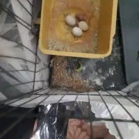 مرغ عشق با تخم و جوجه