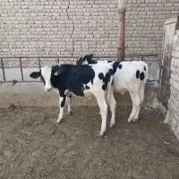 گوساله نر