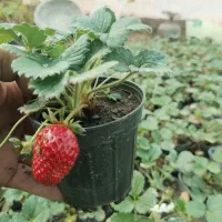 نشا توت فرنگی