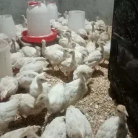 فروش جوجه بوقلمون گوشتی بیوتی6 فوق سنگین