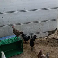 مرغ و خروس گلین محلی