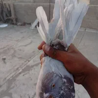 دوتا کبوتر تهرانی|پرنده|پاکدشت, پاکدشت (مامازند)|دیوار