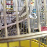 طوطی عروس هلندی