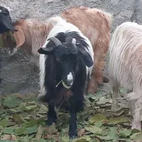 بزغاله|حیوانات مزرعه|شیروان (خراسان), |دیوار