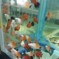 انواع ماهی و تجهیزات آکواریوم|ماهی|اصفهان, شهرک ولیعصر|دیوار