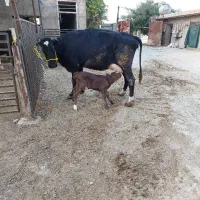 یک راس گاو برانس زایید|حیوانات مزرعه|بهبهان, |دیوار