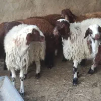 هفت راس بره نر سرحال|حیوانات مزرعه|مشهد, ویلاشهر|دیوار