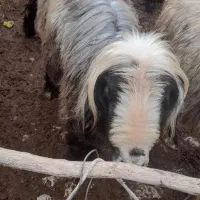 فروشی...|حیوانات مزرعه|میانکوه, |دیوار