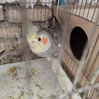 عروس هلندی