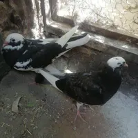 کبوتر کاکلی پاپر|پرنده|قم, زند آباد|دیوار
