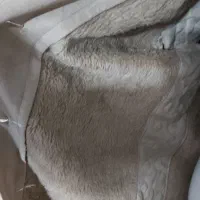 پالتو|لباس|مشهد, شهید رضوی|دیوار